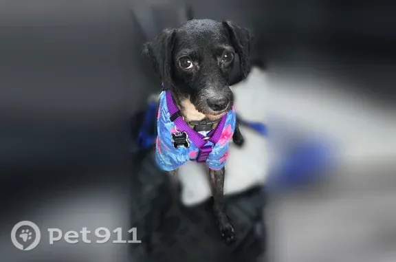 Lost dog, West 1st Street, 100, Los Angeles — male black-and-white terrier - photo