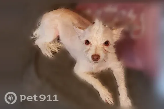 Lost female dog, County Rd 511 & Manns Trail, Dallas — cream scruffy coat - photo