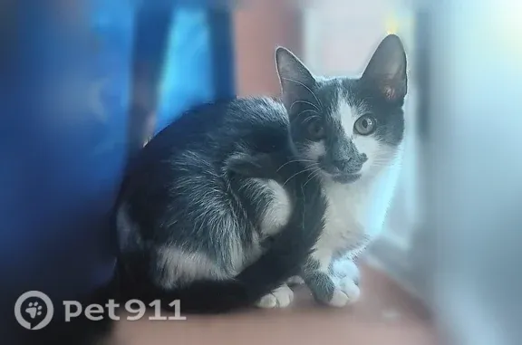 Lost cat, Sly Song Circle, Organ, Albuquerque — shy female with a gray smudge on her nose - photo