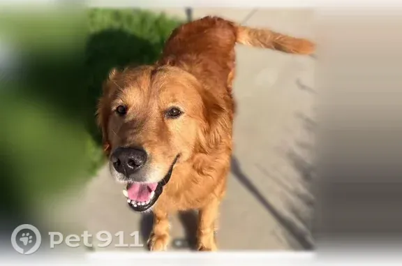 Lost male dog, Elizabeth Drive, 1703, Carrollton — red golden retriever - photo