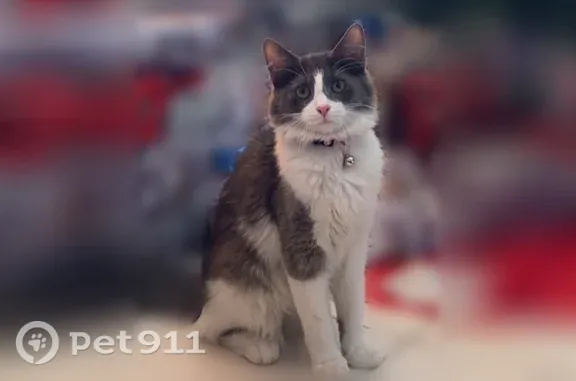 Missing cat Las Vegas, photo: Lost female cat, North Rancho Drive, 2219, Las Vegas — fluffy white and grey coat