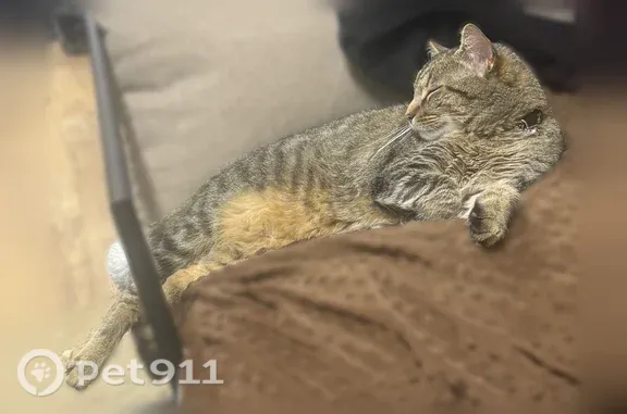 Lost cat, Kenmore Road, 1720, Columbus — friendly brown tabby male - photo