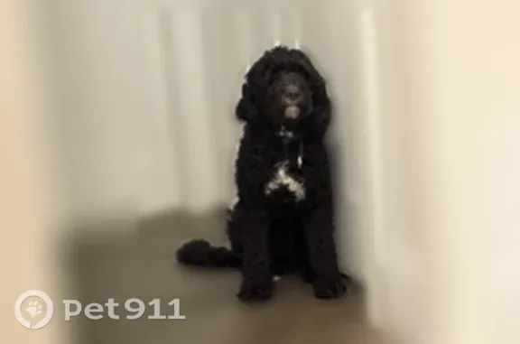 Lost dog, West 1800 South, 2696, Ogden — male Golden berna doodle with a white chest spot - photo