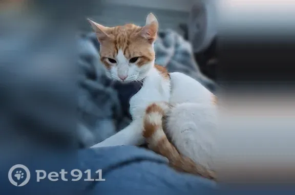 Lost cat, Sherwood Forest Trail, 9, Lugoff, Charlotte — male with a dark blue harness - photo
