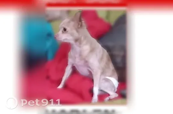 Lost female dog, Tileston Avenue, Zanesville, Cincinnati — wears a diaper - photo