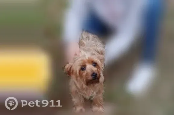Lost dog, Mosley Road, 7902, Houston, Crosby — female, golden tan with no tail - photo