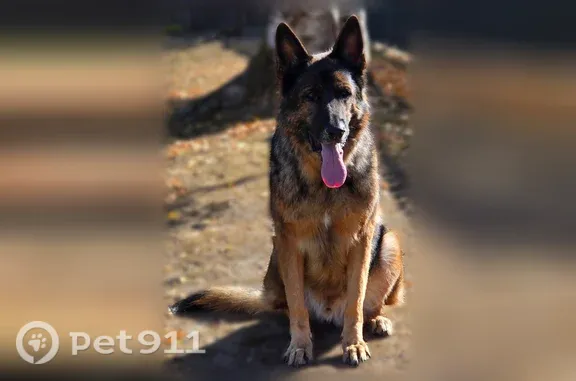 Lost male dog, Phipps Circle Northeast, 2507, Salem, Salem — brindle German Shepherd - photo