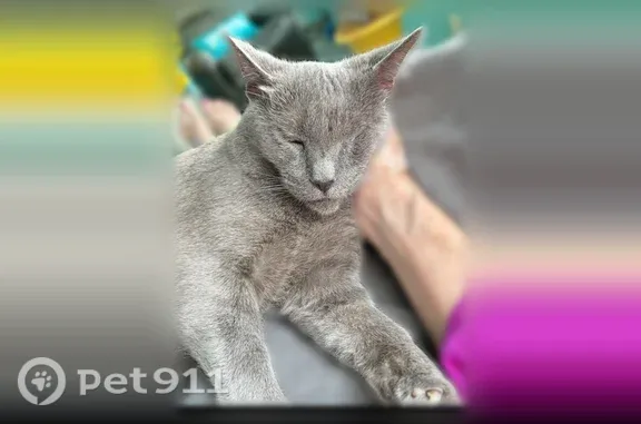 Missing cat Arlington, photo: Lost cat, Deerfield Drive, Montgomery, Arlington — white belly, about 7 years old