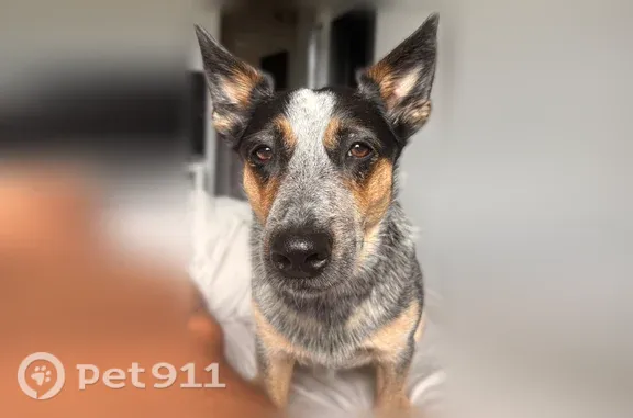 Lost dog, Sheepfold Path, Stoneham, Medford — female with blue heeler coloring - photo