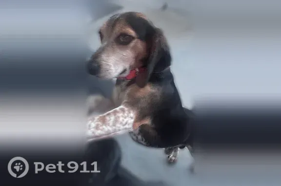 Lost dog, State Highway S-19-313, South Carolina, Augusta — male with an orange collar - photo