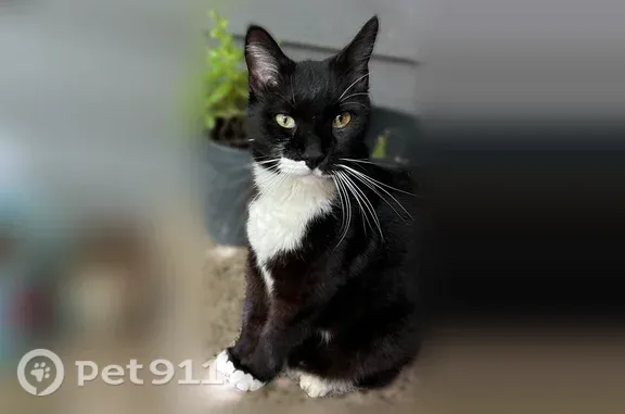 Lost cat, Sunwood Drive Northwest, 476, Salem — male tuxedo with green eyes - photo