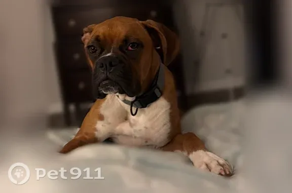 Missing dog Trenton, photo: Lost dog, West Roger Drive, 385, Trenton — fawn boxer with white markings