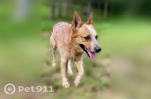 Lost dog, Lock 3 Road, 150, Batesville — male Australian cattle dog with bobbed tail - photo