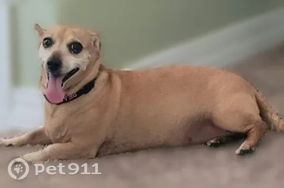 Lost dog, Martin Place, 2934, DuPont — female miniature dachshund - photo