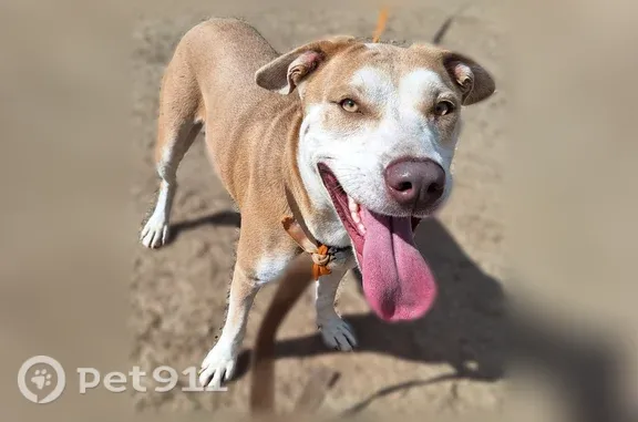 Found dog Black Canyon City, photo: Found dog, Black Canyon City — yellow Lab mix found on an SXS trail