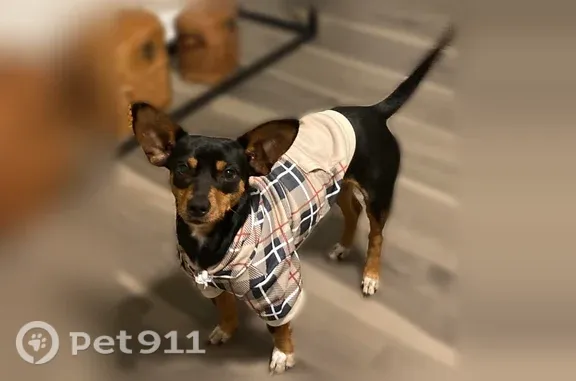 Lost dog, Cay Creek Road, Midway, Hinesville — male, 10–20 pounds - photo