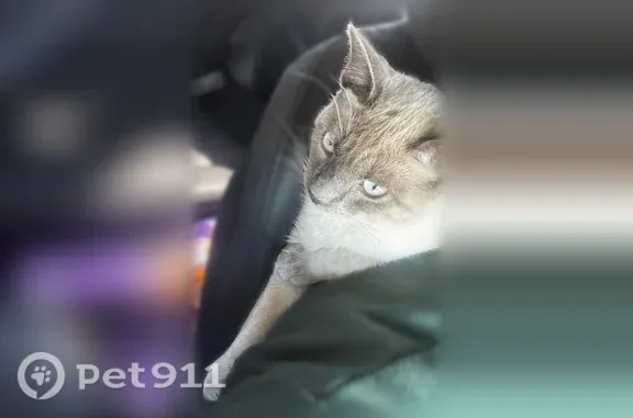 Lost male cat, Kingston Drive, Waynesboro, Swainsboro — Siamese cat with blue eyes - photo
