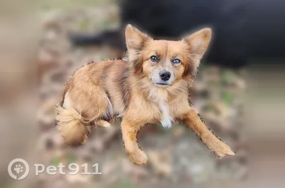 Lost female dog, Durington Road, Missouri, Buffalo — small and fox-like - photo