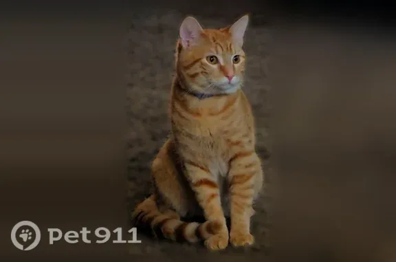 Lost cat, Klamm Road, 5308, Kansas City — 6-month-old male with a purple flea collar - photo