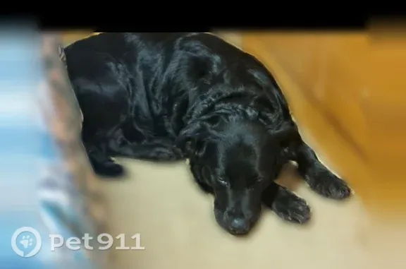 Lost female dog, Durington Road, 219, Buffalo — black-and-golden retriever mix - photo