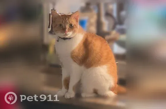 Lost cat, Marshall Street, 699, Altamonte Springs — female, white and orange - photo