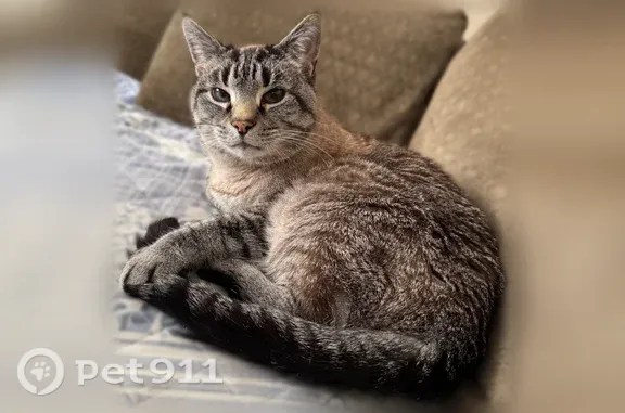 Lost male cat, Scarsdale Drive, 5102, Kettering — grey with blue eyes - photo