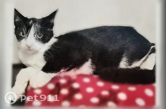 Missing cat Sacramento, photo: Lost cat, 24th Street Bypass, 7314, Sacramento — male, black and white
