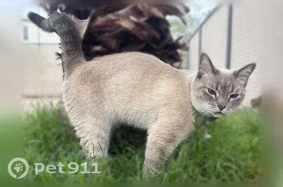 Lost and found pets Lake Havasu City, photo: Lost cat, Lost Dutchman Drive, 3696, Lake Havasu City — female cat with collar and AirTag
