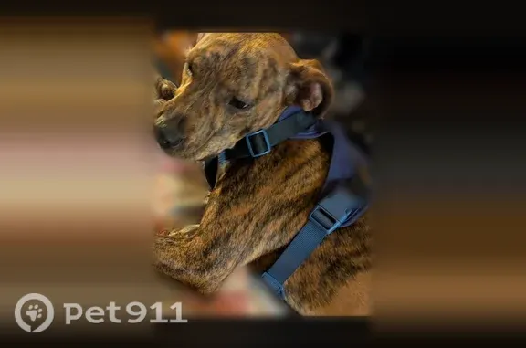 Lost female dog, Buffalo Bayou North Trail, Houston — two gray patches on back - photo