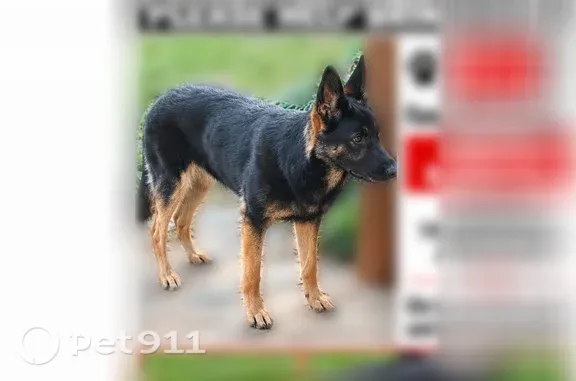 Lost female dog, Bobby Faucette Road, 1492, Jonesville - photo