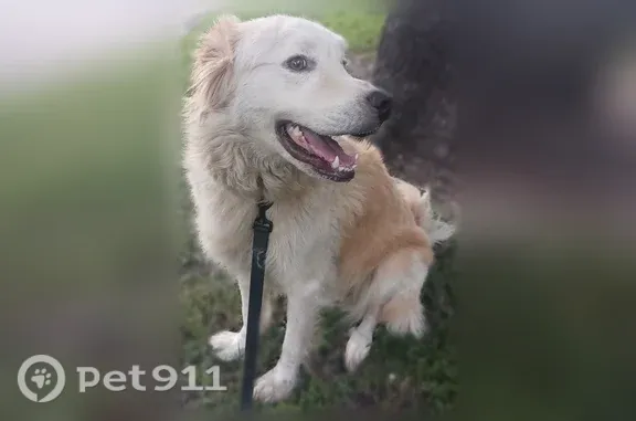 Lost dog, Columbia Avenue, 4712, Dallas — male Great Pyrenees - photo