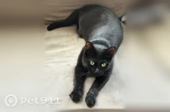 Missing cat Manhattan, photo: Lost cat, West 139th Street, 571, New York, Manhattan — female, black, yellow eyes