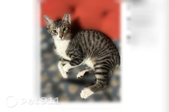 Missing cat Houston, photo: Lost Cat, Lindsay Street, 5301, Houston — Male Gray Tabby with Green Eyes