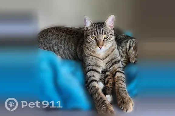 Missing cat Rocklin, photo: Lost cat, Auburn Folsom Road, 8015, Granite Bay, Rocklin — male brown tabby