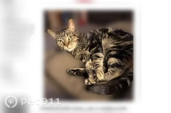 Lost cat, Inverness Avenue, 499, Delaware, Delaware — male, 10-year-old tabby - photo