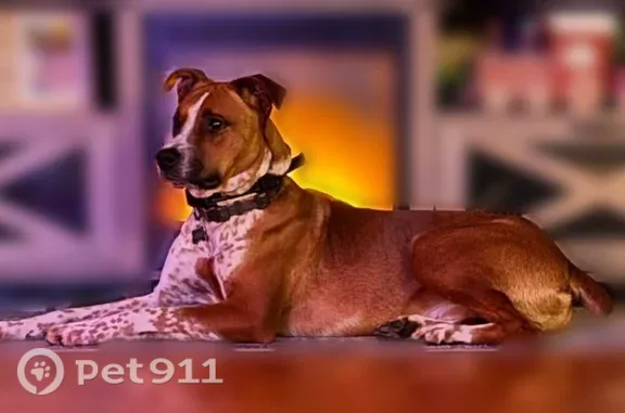 Lost male dog, South Toby Creek Road, 23, Barnwell — brown with white chest stripe - photo