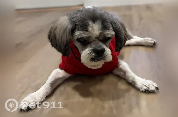 Lost male dog, South Lily Drive, 893, Fruit Heights — gray/white Shih Tzu with cloudy eyes - photo