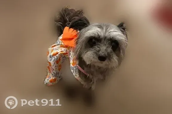 Missing dog Harrisburg, photo: Lost dog, female, Wiconisco Street, 251, Harrisburg — small black and grey Morkie