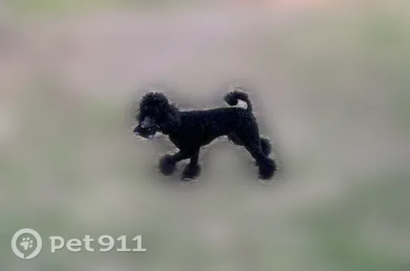 Found dog Pinehurst, photo: Found dog, Dobbin-Huffsmith Road, 27009, Magnolia, Pinehurst — black male poodle