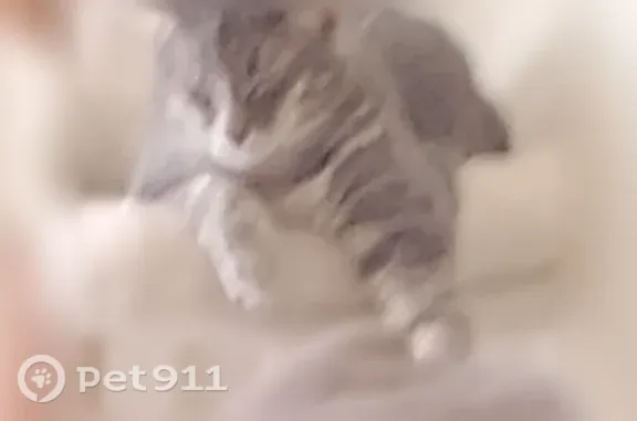 Lost cat, Broad Avenue, Belle Vernon, Harrisburg — friendly male tiger cat - photo