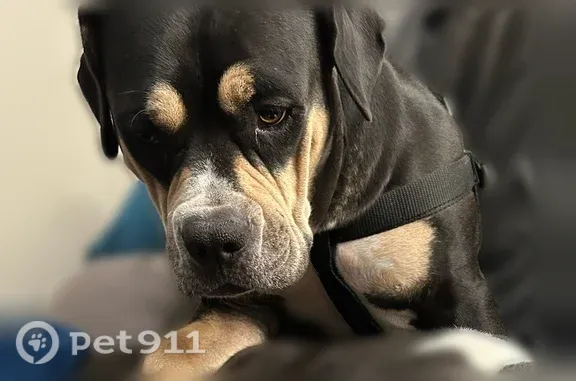 Lost dog, female, Grace Avenue, 397, Tupman, Los Angeles — short tan eyebrows - photo