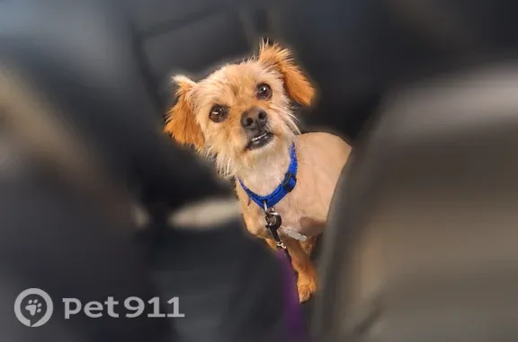 Lost Dog, Road 3958, Farmington — male with a blue collar - photo