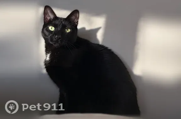 Lost cat, Owen Boulevard, Charlotte, Arlington — black short-haired female with green eyes - photo