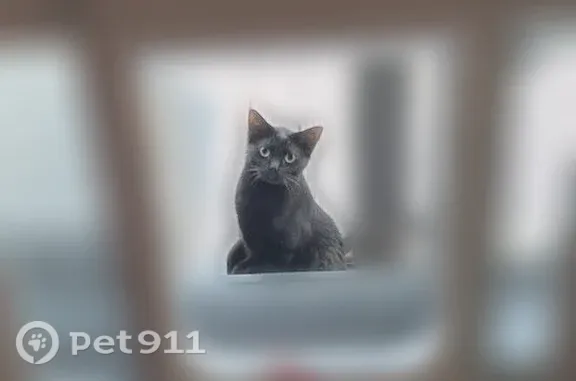 Lost cat, Brighton Road, 128, Howell — male black shorthair, very skittish - photo