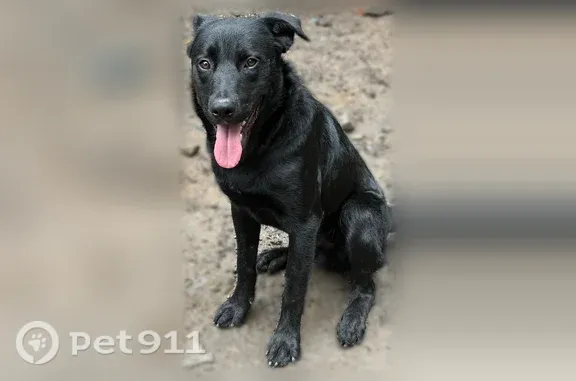 Lost dog, Damascus, Virginia, Nashville — male with a white chest patch - photo