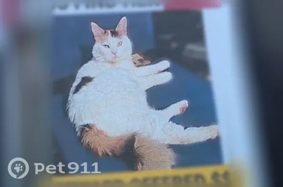 Lost cat, Mulberry Drive, 828, Columbus — missing top canine teeth - photo