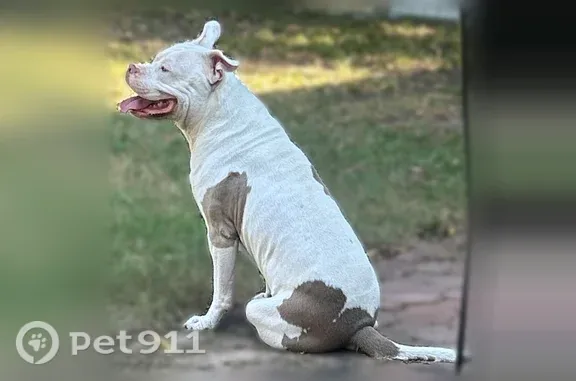 Lost dog, Richmond Drive, 2511, Arlington — friendly but cautious - photo