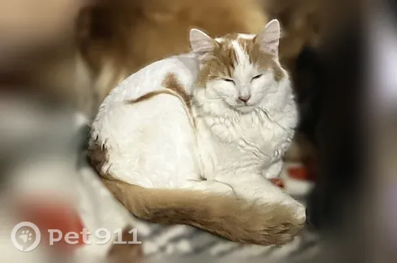 Lost and found pets Minneapolis, photo: Lost cat, male, County Road 19 South, North Dakota, Minneapolis — mostly white with orange patches