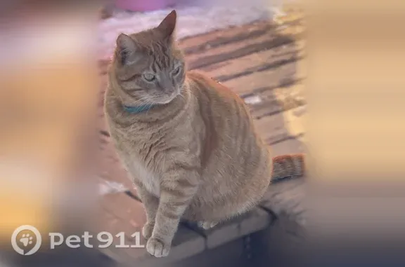 Missing cat Cloquet, photo: Lost male cat, Laurel Street, 955, Cloquet — orange tabby