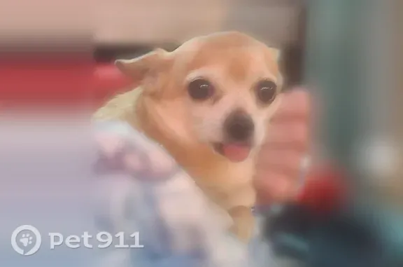 Lost Dog, East Aire Libre Avenue, 2599, Phoenix, Tempe — female with tongue sticking out - photo